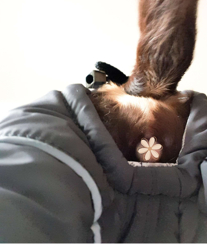 Petra - Wasserferte Wintermäntel für Weibchen mit Bauchschutz