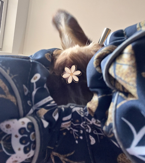 Wilma - Softschell - Hundemäntel mit leichter Fütterung für Weibchen Gr. 25, 27, 31