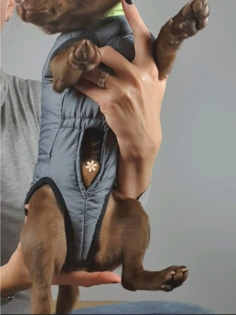 Winter coat "Bruno" for male dogs with belly protection