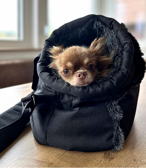 Kleiner Hund sicher in der Winter-Sling-Tasche getragen