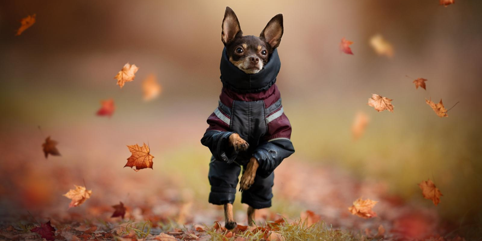 DESIGNER HUNDEPRODUKTE IN PREMIUM HANDARBEIT