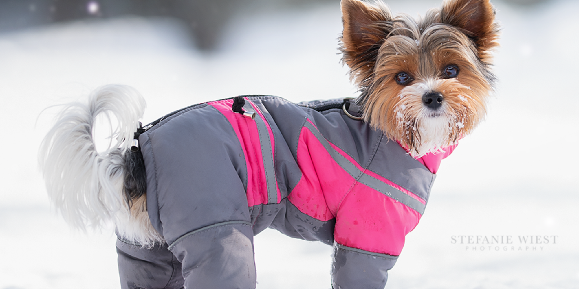 WINTERMÄNTEL FÜR HÜNDINNEN MIT BAUCHSCHUTZ