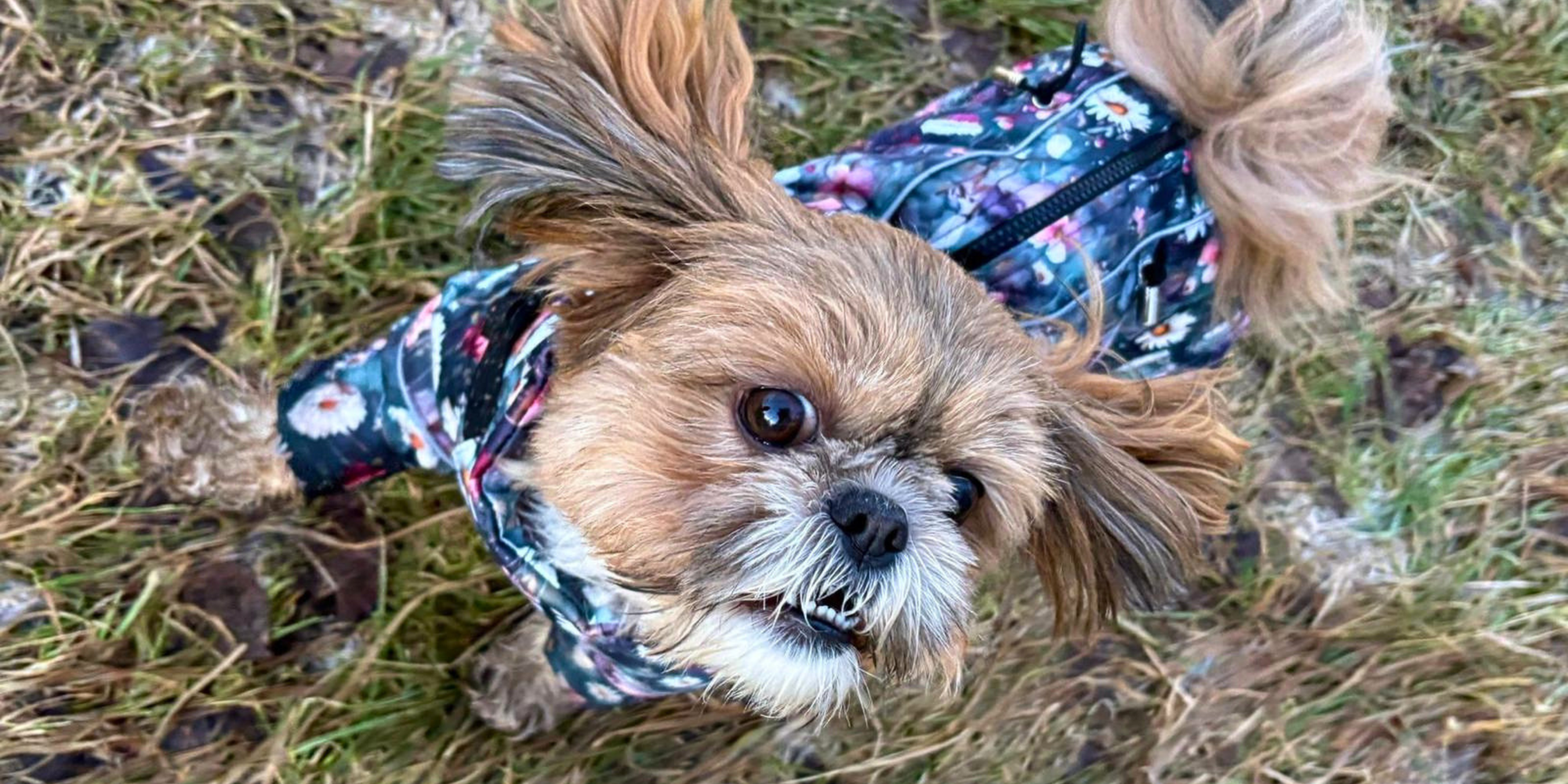 Hundemäntel für Hündinnen mit Bauchschutz / Maßtabelle 1