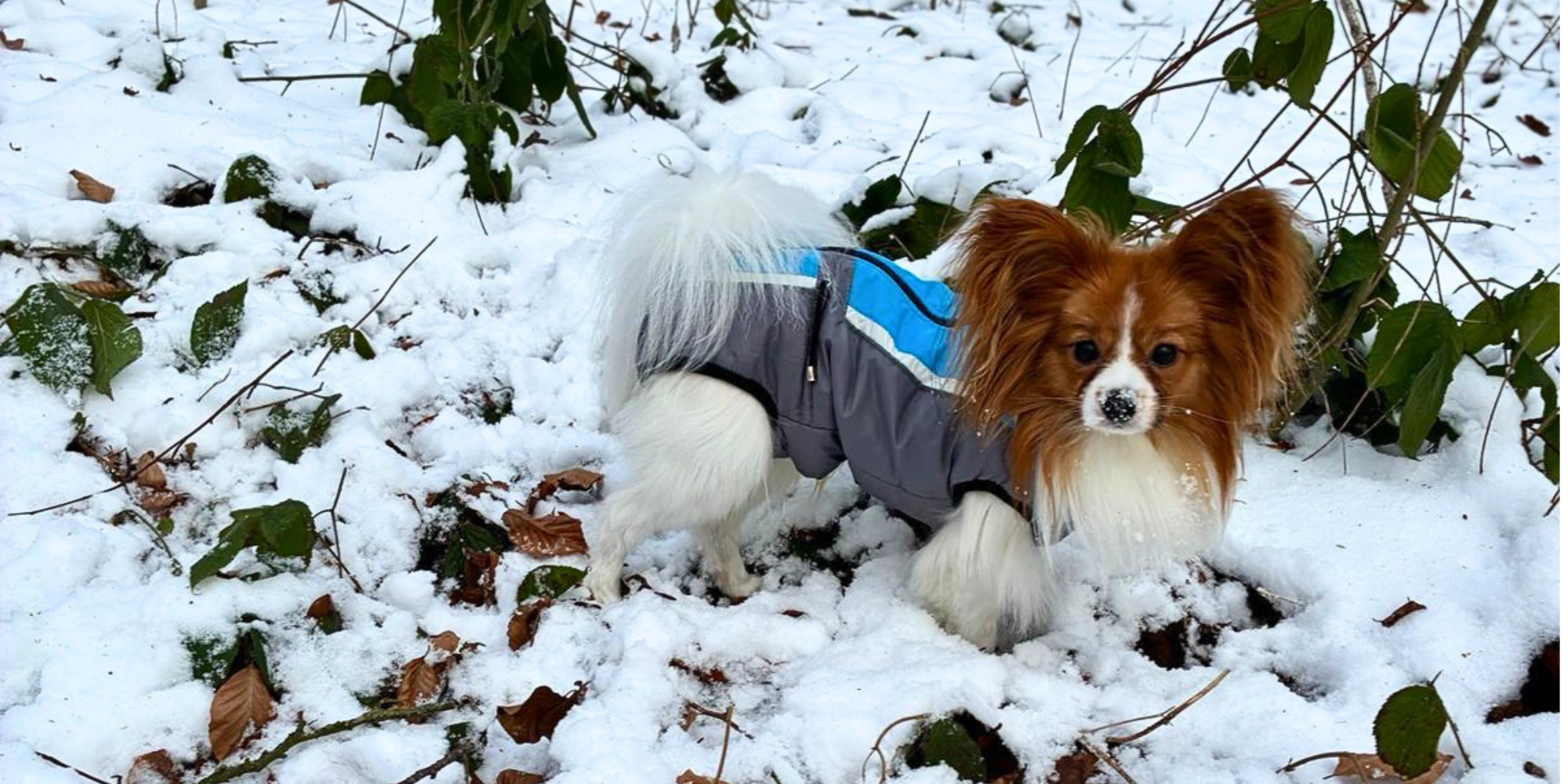 Hundebekleidung Winter Winter Hundemantel Mit Beinen GrauOrange XXL   Warmer Hund-Overall Mit Fleecefutter Und D-Ring