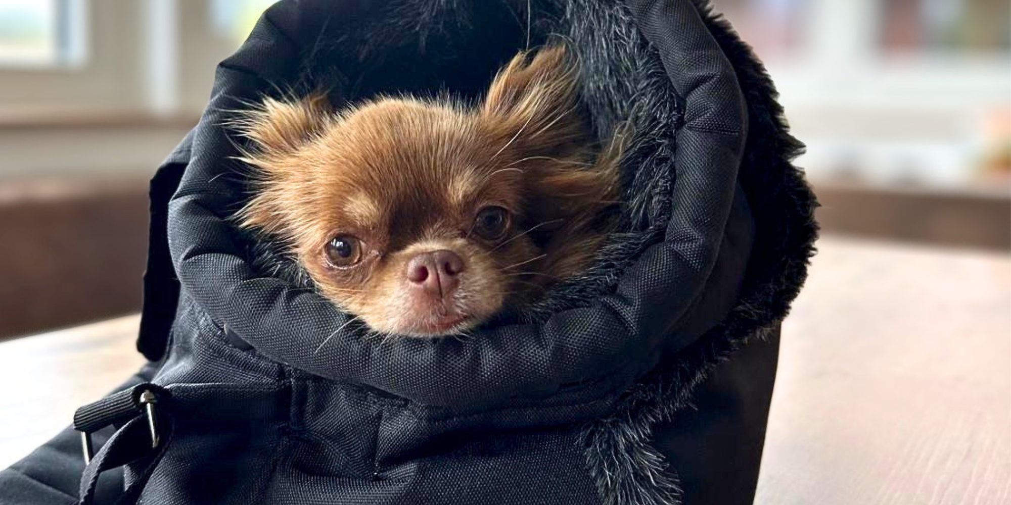 Wintertaschen Gr. L / Für Hunde bis ca. 7kg
