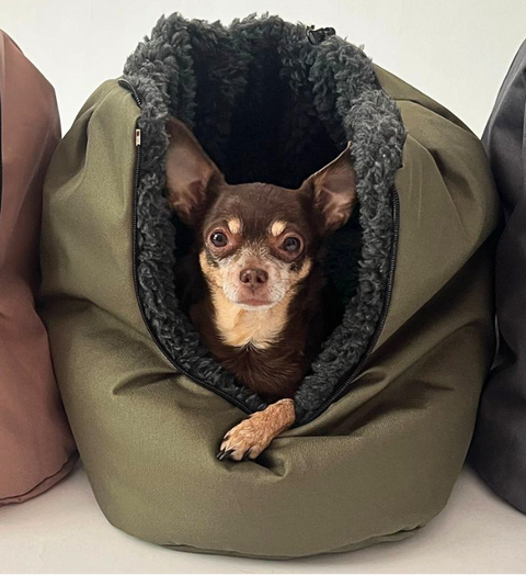 Kleiner Hund gähnt in olivfarbenem Lucy&Fly Inlay Größe M mit graphitfarbenem Fleece