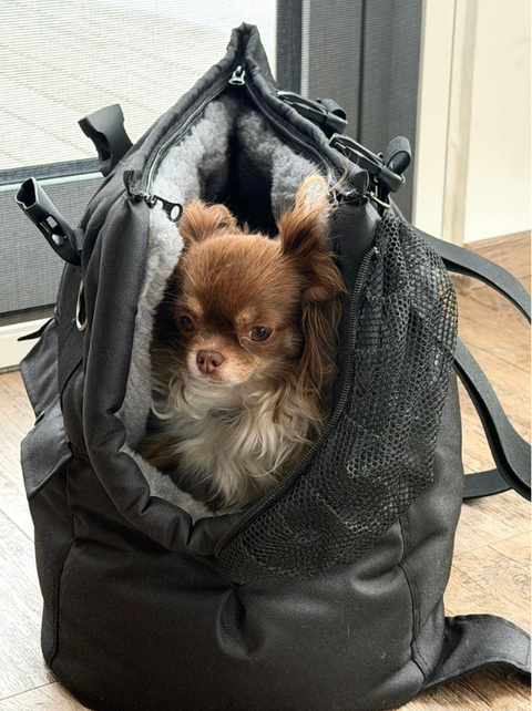 Kleine Winter-Hundetasche Snow Dream mit Hund, geöffnetem Fensternetz und warmem Inlay für geschützte Wege bei kühlem Wetter
