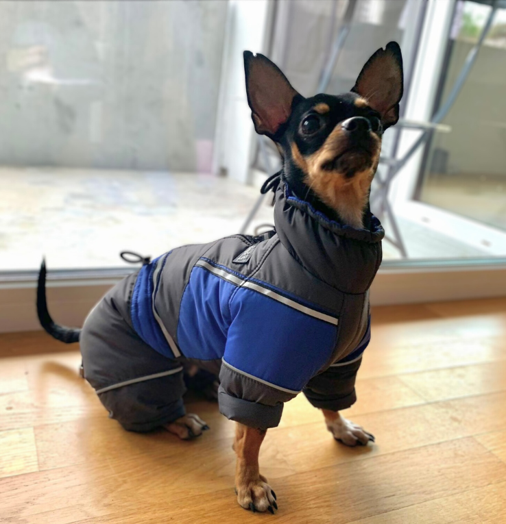 Dog coat online with boots attached