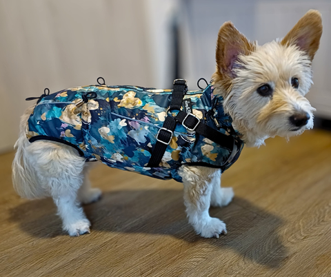 Hündin beim Spaziergang im Bella Softshell-Wintermantel mit Bauchschutz