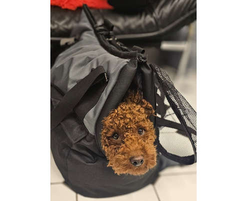 Brauner Pudel schaut entspannt aus der Dark Elegance XL Hundetasche – sicherer und gemütlicher Platz für Reisen und Alltag