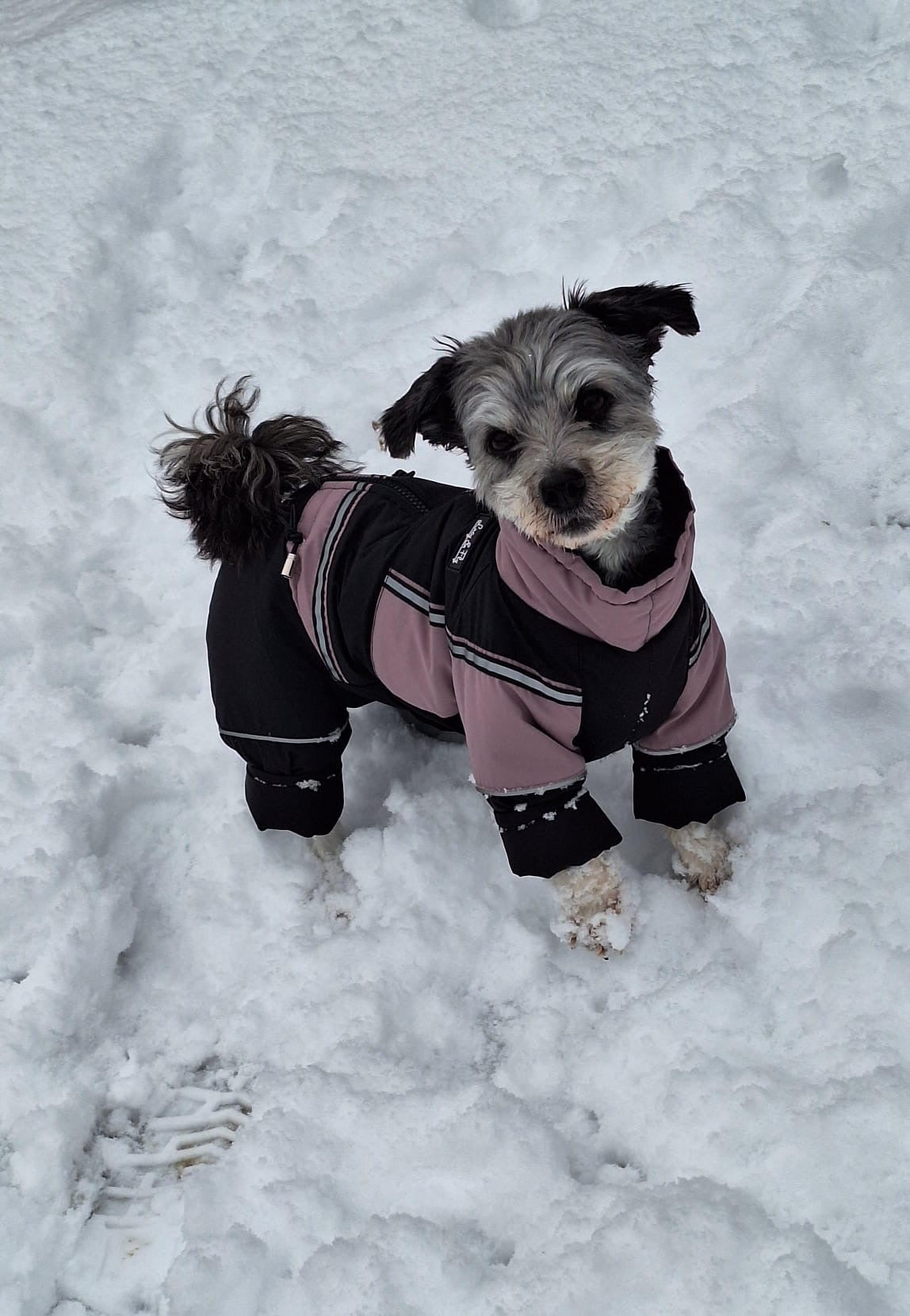 Petra - Wasserferte Wintermäntel für Weibchen mit Bauchschutz