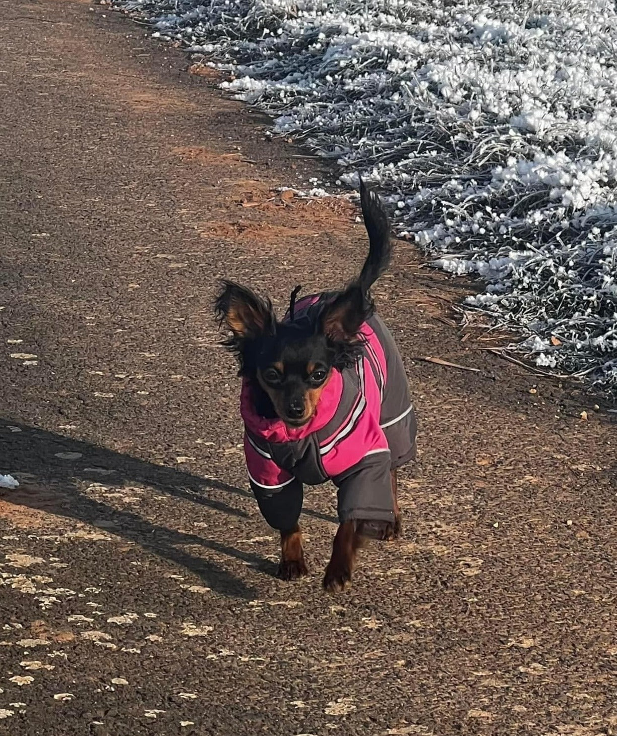 Petra - Wasserferte Wintermäntel für Weibchen mit Bauchschutz