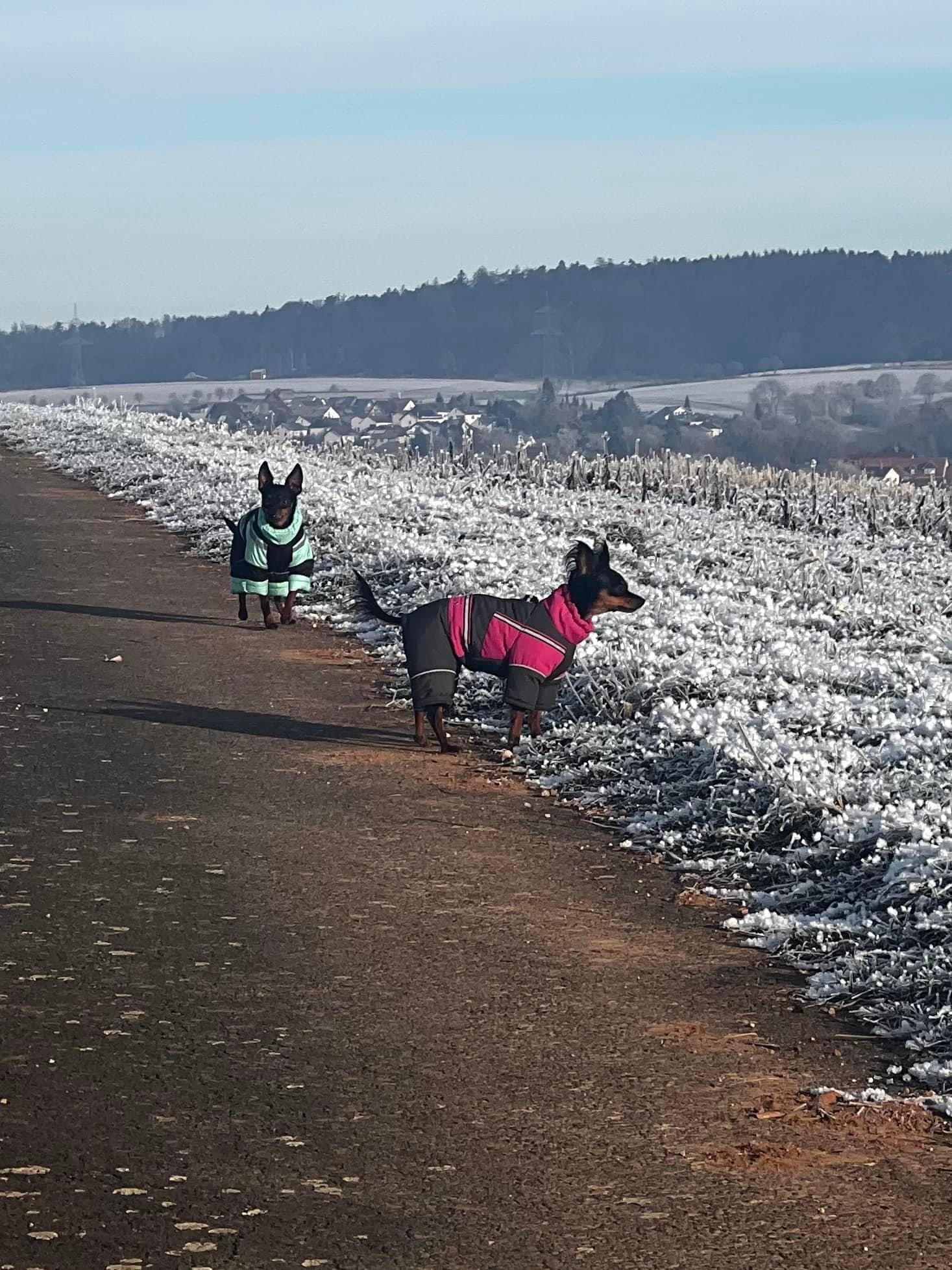 Petra - Wasserferte Wintermäntel für Weibchen mit Bauchschutz