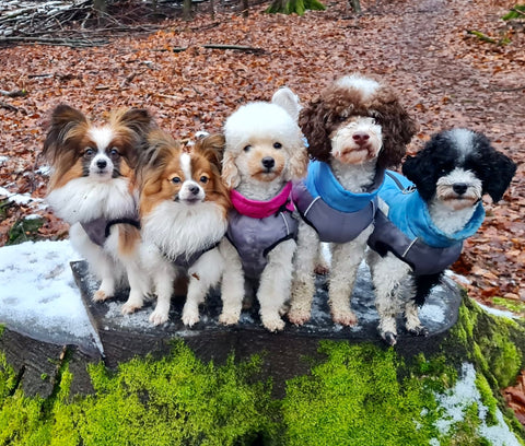 Vinterfrakk "Bruno" til hannhunder med bukbeskyttelse