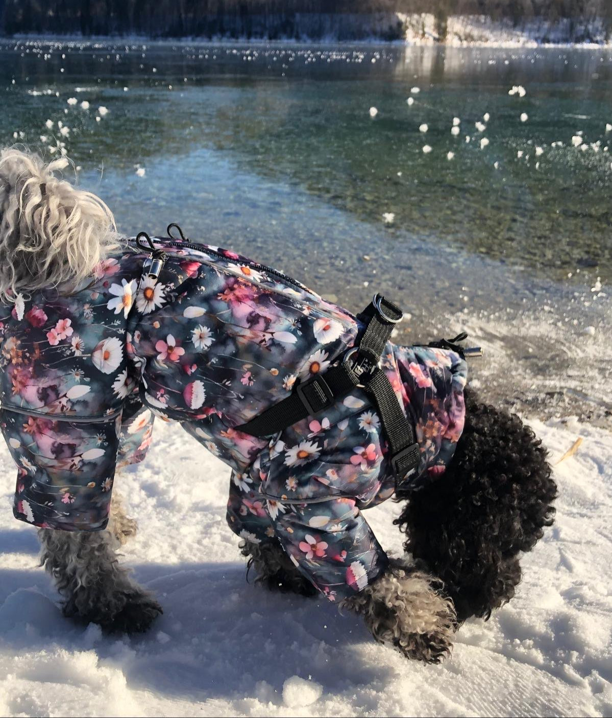 Hundemantel wasserdicht mit Bauchschutz | Hundejacke