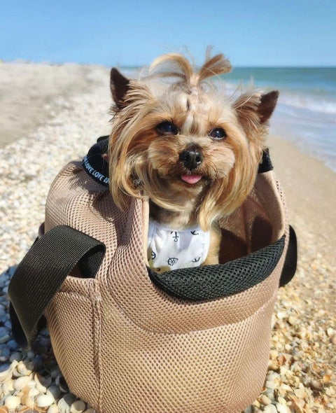 Kleine Hündin entspannt in einer luftigen Hundetasche für Spaziergänge und Reisen