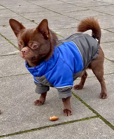 Wasserdichte Hundejacken mit leichter Fütterung für Rüden