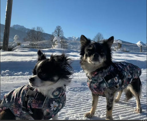 Wasserdichte Softschell - Winterwesten "Aquarelle" für Weibchen mit Geschirr