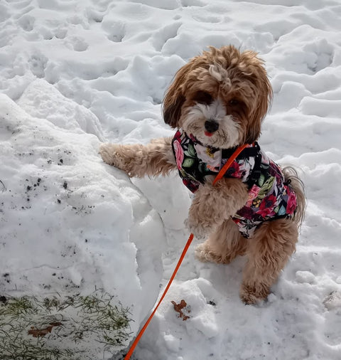 Kleine Hündin trägt Floretta Softshell Hundemantel mit Bauchschutz – eleganter Wintermantel für kalte Tage
