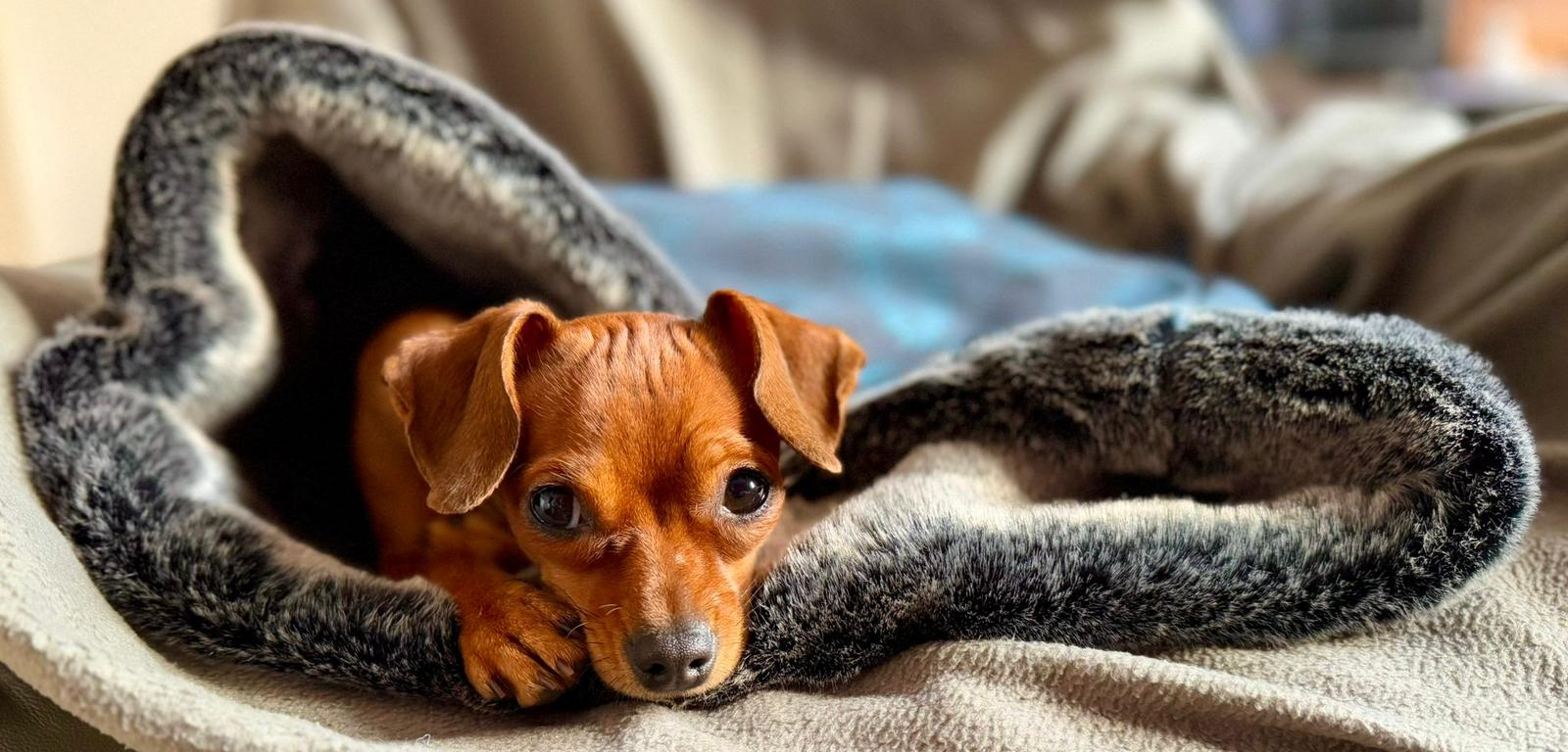 Hundeschlafsäcke für kleine Hunde – weich, robust & sofort versandbereit