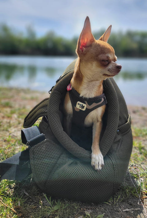 Kleiner Hund sitzt gemütlich in einer Sommertasche mit luftiger Struktur am Wasser