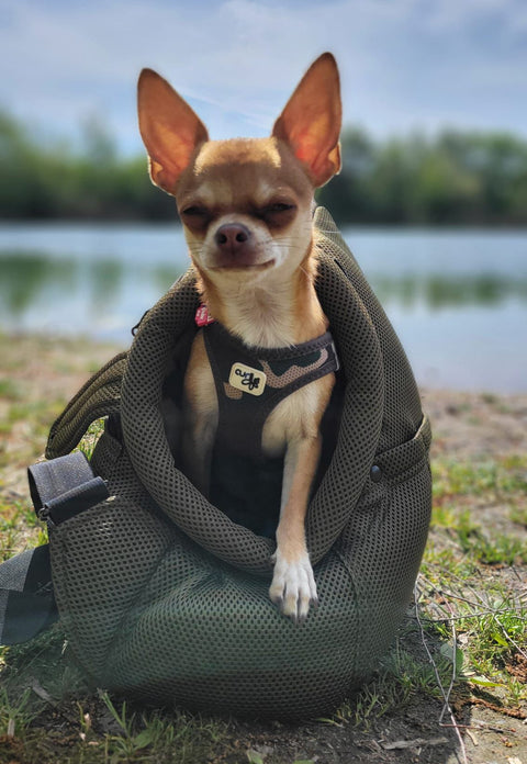 Kleiner Chihuahua ist entspannt in einer Lucy & Fly Sommertasche am See