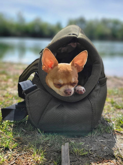 Chihuahua ruht in einer luftigen Hundetasche für den Sommer vor einer natürlichen See-Landschaft