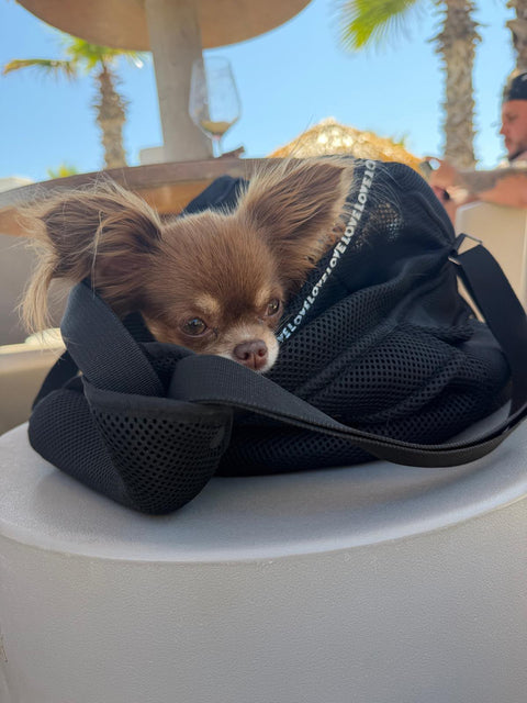 Summer Bag Obsidian Black, Size M – for Dogs up to Approx. 5 kg