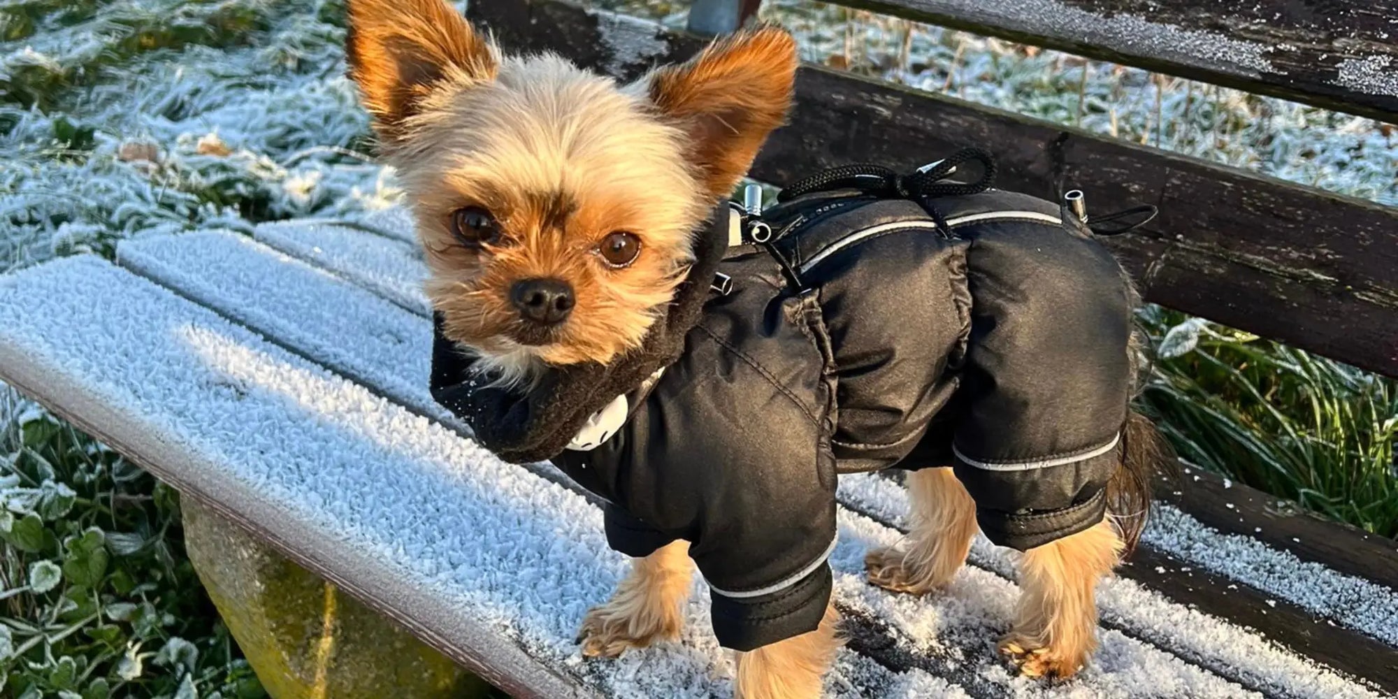 HUNDEMODE FÜR RÜDEN – SCHÖN, WARM & DURCHDACHT