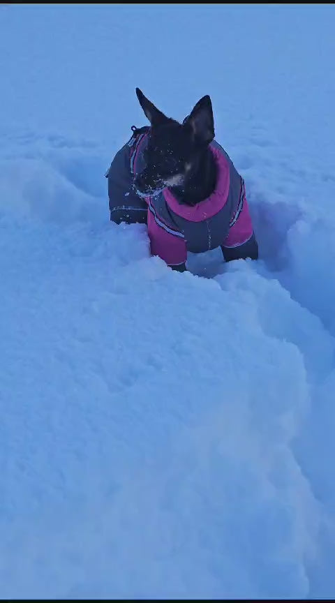 Petra - Wasserferte Wintermäntel für Weibchen mit Bauchschutz