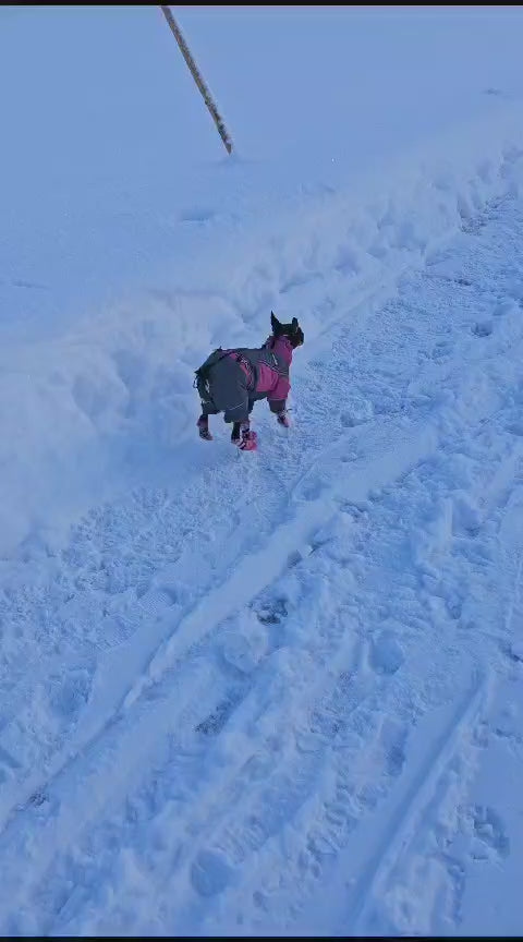 Petra - Wasserferte Wintermäntel für Weibchen mit Bauchschutz