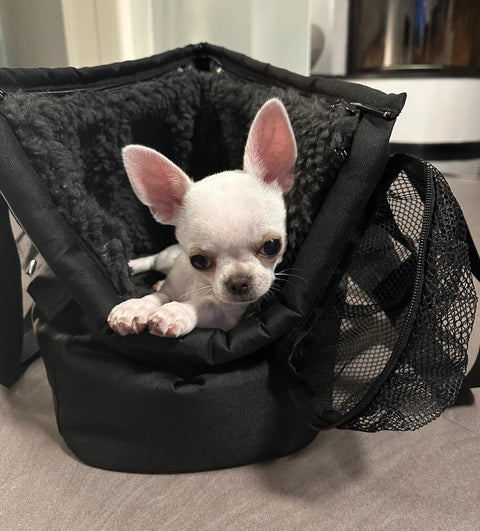 Premium Hundetasche Rucksack Winter 5 kg